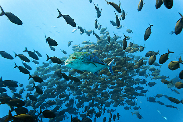 포토 JPG 해외이미지 식물 동물 바다 멕시코 어류 사람없음 물 수중 동물상 소금물 해외202004 해외포토 자연요소 북아메리카 조형물 수중동물 파일형식 이미지허브