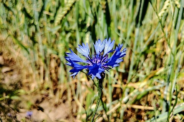 포토 JPG 해외이미지 식물 계절 꽃잎 꽃 줄기 꽃다발 백그라운드 잎 꽃무늬 밭 자연 국화 사람없음 야외 파란색 정원 보라색 봄 들꽃 벚꽃 개화 다발 허브 제비꽃 꽃가루 꿀 내추럴 꽃수술 수레국화 영원 해외202004 해외포토 컬러 무늬 농업 가루 생태계 파일형식 이미지허브