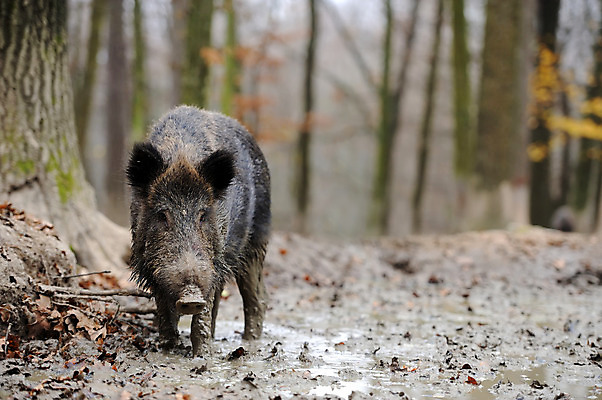 포토 JPG 해외이미지 남자 포유류 털 사람없음 목재 물 달리기 어둠 봄 추위 가을 돼지 치아 숲 위험 공격 언덕 먼지 멧돼지 해외202004 해외포토 자연요소 나무 동물 계절 컨셉 재료 모션 사람 소화기관 파일형식 이미지허브