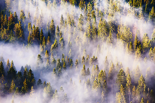 포토 JPG 해외이미지 나무 식물 구름 디자인 계절 공원 여행 백그라운드 자연 벽지 아침 날씨 산 풍경 사람없음 야외 목재 장식 초록색 여름 빛 햇빛 일출 계곡 맑음 봄 안개 흰색 소나무 정상 숲 신비 언덕 질감 침엽수 마법 전나무 내추럴 삼림지대 전국 가문비나무 카피스페이스 해외202004 해외포토 주간 자연요소 공공시설 컬러 컨셉 재료 태양 노을 공백 생태계 파일형식 이미지허브