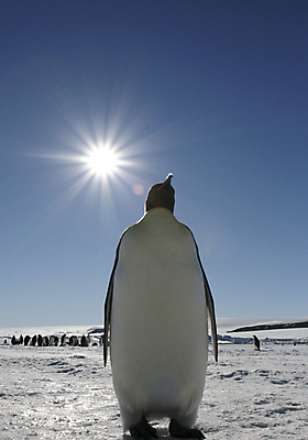 포토 JPG 해외이미지 동물 야생동물 겨울 자연 조류 사람없음 냉동 얼음 추위 남극 북극 펭귄 봉 남쪽 해외202004 해외포토 자연요소 계절 극지방 방향 생태계 파일형식 이미지허브