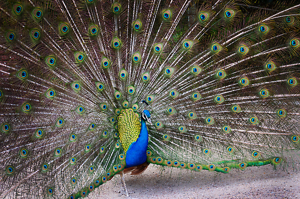 포토 JPG 해외이미지 동물 남자 야생동물 백그라운드 패턴 자연 조류 사람없음 초록색 파란색 컬러풀 머리 활발 우아함 공작 깃털 꼬리 부리 고립 해외202004 해외포토 컬러 컨셉 무늬 사람 신체부위 생태계 파일형식 이미지허브