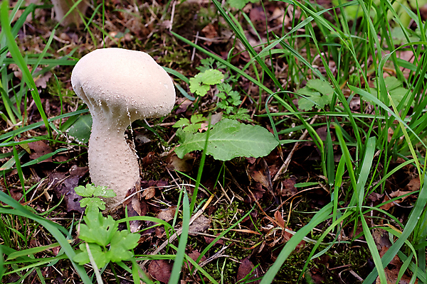 포토 JPG 해외이미지 식물 잎 자연 사람없음 야외 버섯 가을 시골 이슬 곰팡이 해외202004 해외포토 계절 생태계 파일형식 이미지허브