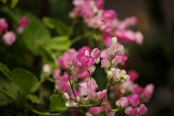 포토 JPG 해외이미지 식물 꽃 분홍색 사람없음 장식 초록색 컬러풀 흰색 산호 덩굴 포도나무 내추럴 해외202004 해외포토 컬러 자포동물 과일나무 파일형식 이미지허브