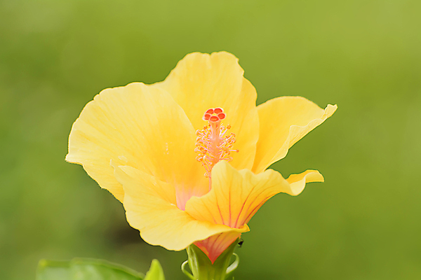 포토 JPG 해외이미지 식물 꽃 분홍색 오렌지 자연 사람없음 빨간색 장미 노란색 중국 벚꽃 흰색 신선 개화 아열대 아욱 하와이인 히비스커스 해외202004 해외포토 외국인 아시아 컬러 과일 생태계 파일형식 이미지허브