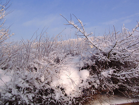 포토 JPG 해외이미지 나무 계절 크리스마스 겨울 손가락 자연 부활절 풍경 사람없음 야외 파란색 얼음 추위 흰색 나뭇가지 신선 서리 해외202004 해외포토 자연요소 식물 손 기념일 컬러 생태계 파일형식 이미지허브