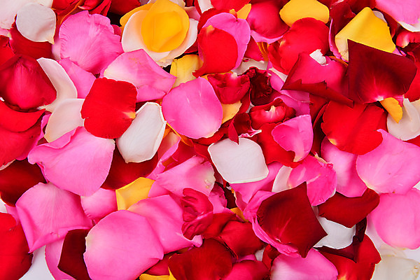 포토 JPG 해외이미지 식물 꽃잎 꽃 분홍색 백그라운드 꽃무늬 자연 사람없음 빨간색 장미 노란색 벚꽃 흰색 신선 개화 오브젝트 향기 냄새 아로마 향 잡종 해외202004 해외포토 컬러 무늬 생태계 파일형식 이미지허브