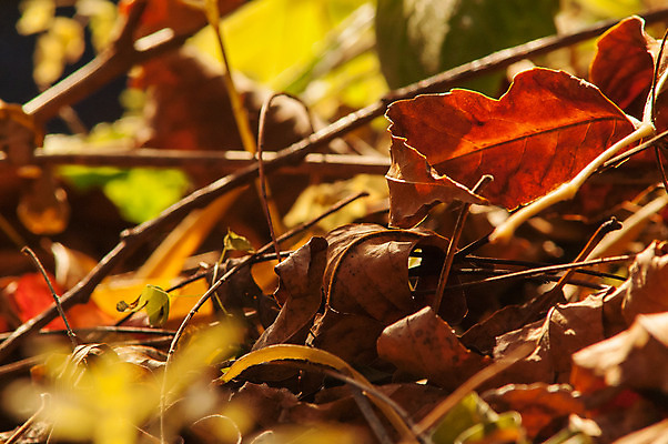 포토 JPG 해외이미지 나무 식물 디자인 계절 공원 지구 백그라운드 컨셉 잎 패턴 오렌지 자연 벽지 따뜻함 파노라마 사람 풍경 사람없음 야외 빨간색 빛 컬러풀 햇빛 태양 노란색 환경 정원 맑음 활발 가을 나뭇가지 신선 황금 숲 유기농 질감 내추럴 고립 생태학 해외202004 해외포토 자연요소 웰빙 공공시설 교육 컬러 무늬 과일 날씨 촬영기법 생태계 파일형식 이미지허브