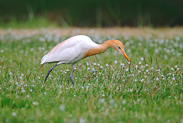 포토 JPG 해외이미지 동물 여자 남자 꽃 아시아 얼굴 야생동물 백그라운드 날개 자연 조류 사람없음 야외 목재 가로 초록색 컬러풀 머리 환경 나뭇가지 막대기 소 닫기 숲 깃털 꼬리 부리 서식지 생태학 이국적 해외202004 해외포토 나무 식물 교육 나라 컬러 재료 포유류 모션 사람 신체부위 생태계 파일형식 이미지허브