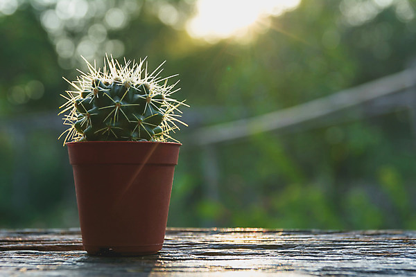 포토 JPG 해외이미지 식물 디자인 꽃 백그라운드 잎 패턴 자연 탁자 선인장 건조 사람없음 야외 장식 초록색 정원 사막 성장 흰색 신선 가시 냄비 작음 묘사 원예 질감 날카로움 내추럴 해외202004 해외포토 컬러 가구 무늬 취미 솥 크기 생태계 파일형식 이미지허브