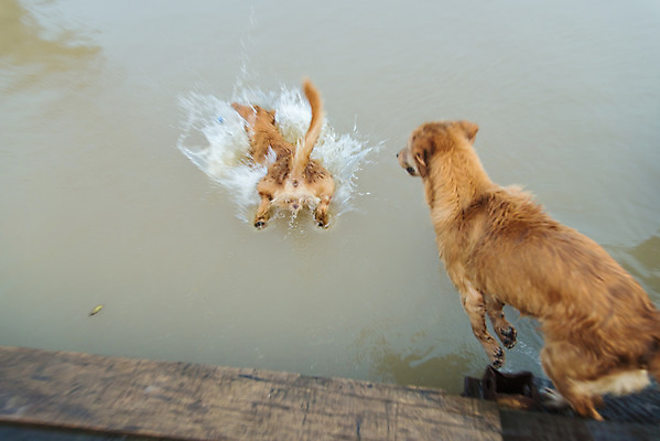 포토 JPG 해외이미지 동물 공원 행복 호수 자연 놀이 사람없음 야외 물 반려동물 강 노란색 점프 수영 젖음 황금 개 리트리버 떨어짐 송곳니 해외202004 해외포토 자연요소 공공시설 감정 컬러 컨셉 포유류 모션 수상스포츠 치아 생태계 파일형식 이미지허브