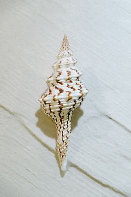 포토 JPG 해외이미지 동물 전통 디자인 옷 별 음식 모래 파도 바다 백그라운드 컨셉 패턴 바지 자연 표면 휴가 조개 불가사리 파노라마 종류 미술 사람없음 야외 장식 물 파란색 컬러풀 유행 환경 어둠 여러개 껍질 흰색 직물 도시 면 혼합 남색 수집 묘사 질감 땀 캔버스 가리비 섬유 내추럴 그런지 옛날 스타일 많음 해외202004 해외포토 자연요소 컬러 다수 무늬 하의 문화예술 어패류 극피동물 촬영기법 생태계 파일형식 이미지허브