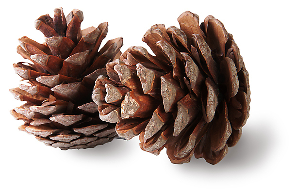 포토 JPG 해외이미지 식물 계절 자연 건조 사람없음 장식 갈색 두개 가을 오브젝트 흰배경 솔방울 전나무 고립 해외202004 해외포토 나무 컬러 백그라운드 2 흰색 생태계 파일형식 이미지허브