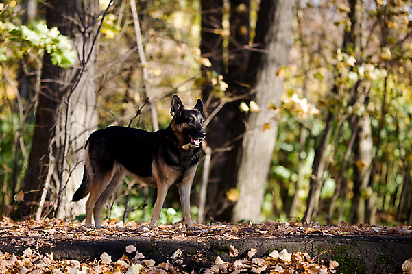 포토 JPG 해외이미지 주간 나무 응시 사람없음 야외 반려동물 개 숲 사냥개 셰퍼드 해외202004 해외포토 자연요소 식물 동물 시선 포유류 파일형식 이미지허브
