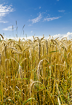 포토 JPG 해외이미지 주간 나무 농업 하늘 사람없음 야외 농작물 농사 밀 보리 보리밭 밀밭 해외202004 해외포토 자연요소 식물 산업 밭 곡류 파일형식 이미지허브
