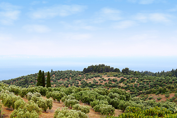포토 JPG 해외이미지 나무 식물 바다 농업 자연 풍경 사람없음 초록색 물 여름 파란색 시골 지중해 그리스 언덕 올리브 수평선 해외202004 해외포토 자연요소 계절 열매 유럽 산업 컬러 생태계 파일형식 이미지허브