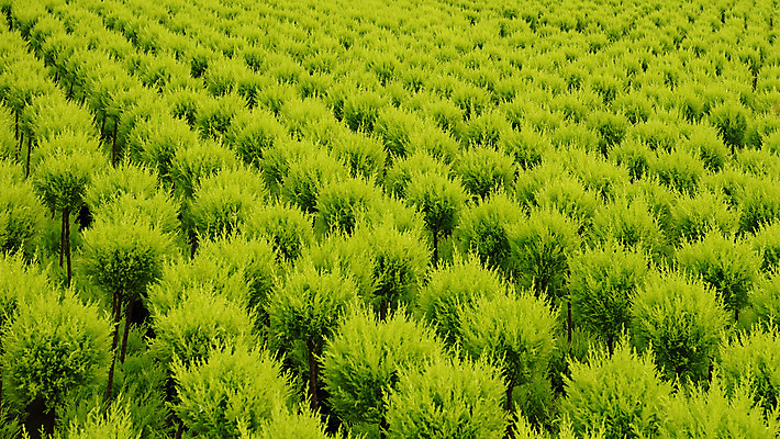 포토 JPG 해외이미지 나무 식물 산업 문화 선 줄기 패턴 농업 공 유리 지붕 사람없음 내부 초록색 빛 농작물 농장 정원 놀이방 수확 성장 신선 유기농 원예 침엽수 광합성 바이오 밭일 생태학 온실 직진 철강 많음 세련 해외202004 해외포토 웰빙 교육 컬러 컨셉 무늬 재질 취미 파일형식 이미지허브
