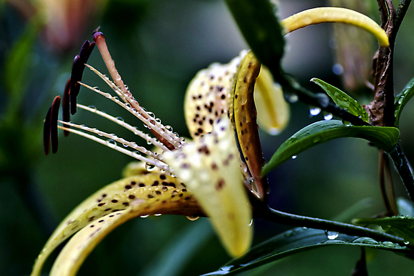 포토 JPG 해외이미지 식물 꽃잎 꽃 꽃무늬 자연 사람없음 야외 초록색 물 여름 노란색 활발 젖음 신선 개화 호랑이 우아함 떨어짐 백합 빗방울 묘사 유기농 질감 부드러움 내추럴 강렬 꽃수술 막자 해외202004 해외포토 자연요소 웰빙 계절 컬러 컨셉 무늬 포유류 감각 비_날씨 생태계 파일형식 이미지허브