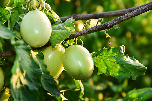 포토 JPG 해외이미지 식물 음식 잎 밭 농업 토마토 채소 과일 자연 건강 사람없음 야외 빨간색 초록색 농장 정원 성장 신선 다발 유기농 원예 날것 내추럴 숙성 온실 해외202004 해외포토 웰빙 산업 컬러 취미 생태계 파일형식 이미지허브