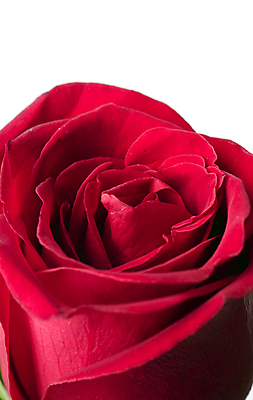 포토 JPG 해외이미지 식물 기념일 꽃잎 꽃 줄기 꽃다발 결혼 백그라운드 잎 꽃무늬 패턴 데이트 자연 발렌타인데이 선물 사랑 이벤트 사람없음 빨간색 초록색 장미 머리 벚꽃 흰색 축하 인사 신선 신용카드 생일 유혹 오브젝트 싱글 열정 고립 멀티 완전 해외202004 해외포토 감정 컬러 컨셉 무늬 데이이벤트 신체부위 금융 예절 생태계 파일형식 이미지허브