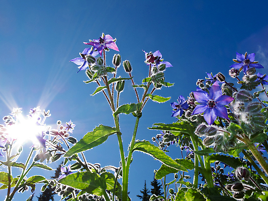 포토 JPG 해외이미지 식물 계절 공원 꽃잎 꽃 별 줄기 백그라운드 잎 꽃무늬 자연 사람없음 야외 초록색 여름 파란색 새싹 정원 봄 벚꽃 가을 약초 작음 허브 묘사 유기농 내추럴 영원 해외202004 해외포토 자연요소 웰빙 공공시설 컬러 무늬 풀_식물 크기 생태계 파일형식 이미지허브