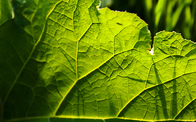 포토 JPG 해외이미지 식물 공원 백그라운드 낙엽 잎 자연 표면 추상 그림자 사람없음 초록색 빛 컬러풀 햇빛 태양 정원 봄 신선 실 숲 큼 유기농 질감 정맥 내추럴 강렬 그리너리 해외202004 해외포토 자연요소 웰빙 계절 공공시설 컬러 무늬 크기 생태계 혈관 파일형식 트랜드컬러 이미지허브