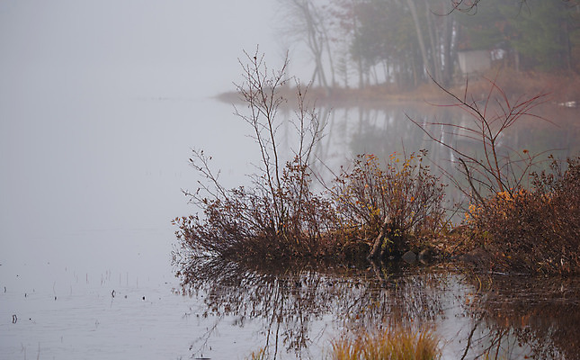 포토 JPG 해외이미지 나무 계절 호수 낙엽 자연 아침 사람없음 야외 물 평화 일출 새벽 촉촉함 안개 가을 신선 황무지 습지 숲 시원함 11월 속도 내추럴 뿌연 삼림지대 섞기 해외202004 해외포토 주간 자연요소 식물 컨셉 잎 날씨 노을 젖음 날짜 생태계 파일형식 이미지허브