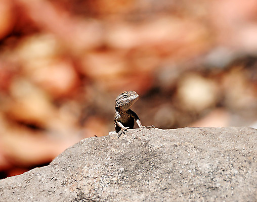 포토 JPG 해외이미지 동물 야생동물 밭 파충류 자연 저울 사람없음 야외 세로 초록색 파란색 울타리 머리 계곡 맑음 사막 닫기 작음 공격 싸움 도마뱀 통나무 토막 깊이 서쪽 오싹 해외202004 해외포토 나무 컬러 농업 모션 날씨 신체부위 담장 크기 방향 생태계 파일형식 이미지허브