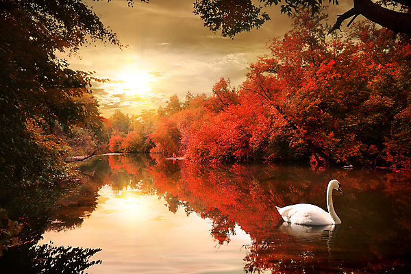 포토 JPG 해외이미지 주간 한마리 호수 자연 하늘 사람없음 야외 햇빛 반사 가을풍경 가을 숲 백조 해외202004 해외포토 자연요소 1 계절 조류 풍경 태양 생태계 파일형식 가을_계절 이미지허브