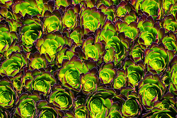 포토 JPG 해외이미지 식물 꽃 백그라운드 꽃무늬 패턴 자연 벽지 추상 프레임 안테나 사람없음 야외 장식 초록색 정원 덮개 침대 닫기 가득함 원예 질감 양배추 하와이 엽서 화단 라일락 내추럴 땅바닥 영원 해외202004 해외포토 컬러 가구 무늬 채소 통신 모션 바닥 취미 미국 뚜껑 편지 생태계 파일형식 이미지허브