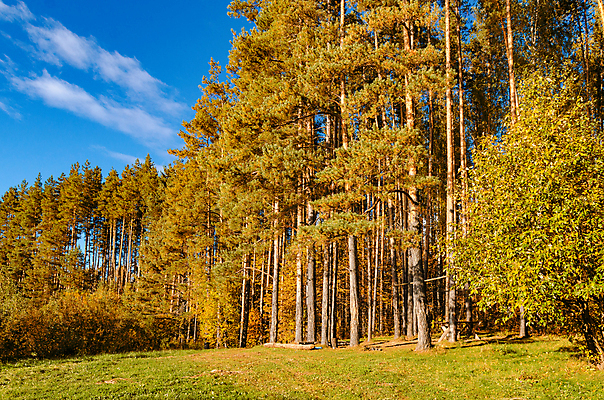 포토 JPG 해외이미지 나무 식물 구름 계절 공원 유럽 도로 호수 백그라운드 잎 자연 휴가 따뜻함 풍경 사람없음 빨간색 초록색 빛 강 컬러풀 햇빛 태양 환경 맑음 버섯 광선 가을 오픈 황금 숲 오솔길 자작나무 가문비나무 해외202004 해외포토 자연요소 공공시설 나라 길 컬러 교통시설 날씨 생태계 파일형식 이미지허브