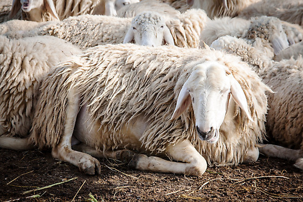 포토 JPG 해외이미지 동물 응시 농업 포유류 하늘 밥 건조 육류 사람없음 야외 초록색 농장 평화 맑음 가축 봄 흰색 시골 신선 양 양치기 군중 밀짚 양모 땅바닥 밭일 해외202004 해외포토 직업 시선 계절 산업 음식 컬러 컨셉 식재료 날씨 바닥 사람 직물 짚 파일형식 이미지허브