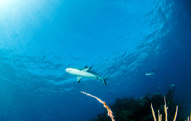 포토 JPG 해외이미지 동물 야생동물 스포츠 바다 여행 백그라운드 자연 어류 사람없음 야외 물 여름 파란색 바닷속 수중 산호 위험 다이빙 육식동물 암초 깊이 바하마 해외202004 해외포토 자연요소 계절 컬러 컨셉 수영 수중동물 자포동물 생태계 수중스포츠 파일형식 이미지허브