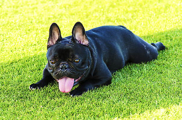 포토 JPG 해외이미지 동물 응시 공원 장난 포유류 털 건강 앉기 잔디 사람없음 야외 반려동물 믿음 검은색 가축 힘 활발 코트 흰색 표현 주름 개 작음 황소 근육질 부드러움 송곳니 프랑스어 기르기 동반자 복종 신앙심 유래 충실 힘찬 해외202004 해외포토 식물 문자 시선 공공시설 감정 컬러 컨셉 모션 근육 외투 감각 소 치아 크기 몸매 돌봄 파일형식 이미지허브