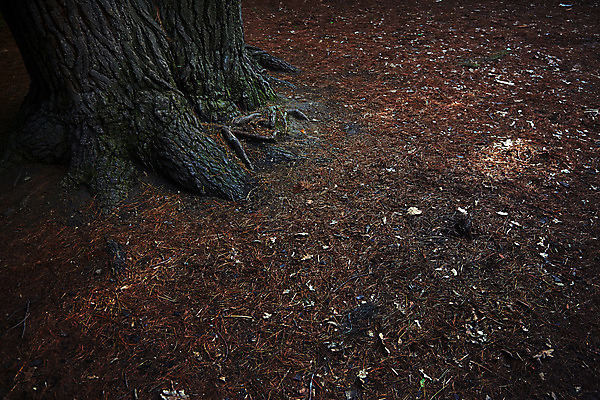 포토 JPG 해외이미지 나무 여행 자연 풍경 사람없음 야외 가로 관광지 환경 미국 고요 성장 나뭇가지 소나무 황무지 숲 뿌리 애리조나 땅바닥 삼림지대 해외202004 해외포토 식물 북아메리카 바닥 생태계 파일형식 이미지허브