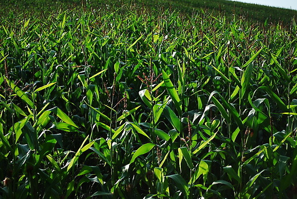 포토 JPG 해외이미지 식물 잎 밭 농업 옥수수 사람없음 초록색 해외202004 해외포토 산업 컬러 곡류 파일형식 이미지허브