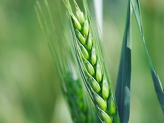 포토 JPG 해외이미지 식물 음식 잎 밭 농업 자연 건강 옥수수 씨앗 풍경 사람없음 야외 초록색 여름 농작물 농장 농경지 환경 봄 수확 성장 시골 신선 농부 작음 낟알 땅 시리얼 밀 묘사 원예 귀 장면 스파이크 밀짚 내추럴 강렬 밭일 호밀 세련 해외202004 해외포토 직업 계절 산업 컬러 곡류 취미 신체부위 짚 크기 생태계 파일형식 이미지허브