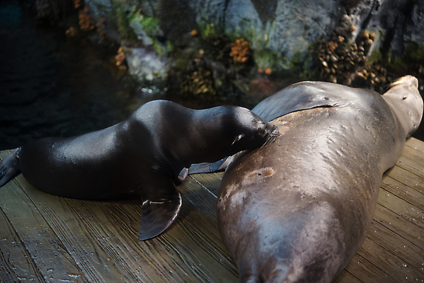 포토 JPG 해외이미지 동물 야생동물 모래 바다 섬 백그라운드 포유류 자연 휴식 사람 사람없음 물 파란색 항구 회색 우유 간호사 강아지 먹이 물개 북쪽 해외202004 해외포토 자연요소 컬러 컨셉 교통시설 유제품 반려동물 바다동물 의료진 개 방향 생태계 파일형식 이미지허브