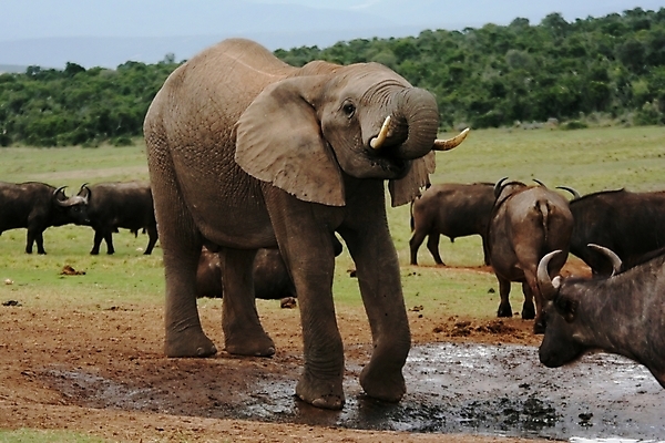 포토 JPG 해외이미지 동물 곡선 포유류 아프리카 자연 코끼리 뿔 서기 사람없음 물 회색 구멍 큼 꼬리 귀 상아 거짓말 해외202004 해외포토 자연요소 나라 선 컬러 모션 신체부위 크기 생태계 파일형식 이미지허브