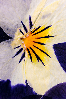 포토 JPG 해외이미지 모양 식물 꽃잎 꽃 잎 꽃무늬 패턴 자연 추상 건조 미술 사람없음 장식 흰색 닫기 배열 묘사 유기농 질감 정맥 강렬 취급주의 해외202004 해외포토 웰빙 컬러 무늬 모션 문화예술 경고 생태계 혈관 파일형식 이미지허브