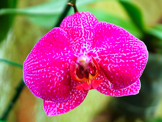 포토 JPG 해외이미지 식물 공원 꽃잎 꽃 아시아 줄기 섬 백그라운드 컨셉 자연 사람없음 야외 초록색 여름 머리 우주 환경 정원 스파 침묵 봄 성장 신선 난초 우아함 허브 싱글 아로마 아로마테라피 알로에 해외202004 해외포토 계절 공공시설 나라 컬러 신체부위 소리 생태계 테라피 파일형식 이미지허브