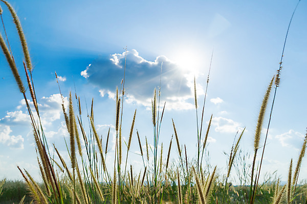 포토 JPG 해외이미지 식물 꽃 자연 바람 추상 풍경 잔디 사람없음 초록색 성장 흰색 숲 밀 배열 장면 내추럴 해외202004 해외포토 자연요소 컬러 무늬 날씨 곡류 생태계 파일형식 이미지허브