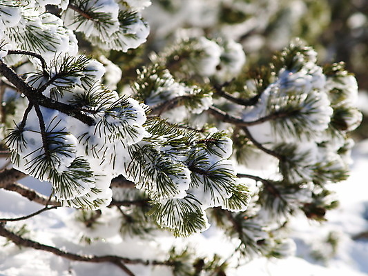 포토 JPG 해외이미지 나무 계절 유럽 여행 백그라운드 크리스마스 겨울 자연 날씨 휴가 스키 산 풍경 사람없음 야외 목재 초록색 햇빛 태양 환경 냉동 얼음 추위 흰색 나뭇가지 소나무 황무지 숲 가루 언덕 서리 장면 눈보라 내추럴 폭설 눈내림 해외202004 해외포토 자연요소 식물 기념일 나라 컬러 재료 겨울스포츠 눈_날씨 자연재해 생태계 파일형식 이미지허브