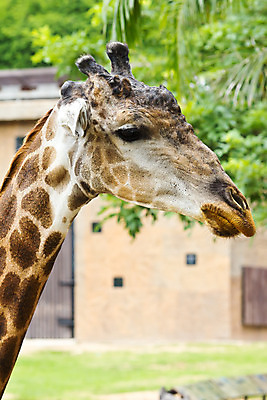 포토 JPG 해외이미지 동물 얼굴 야생동물 패턴 포유류 아프리카 자연 초식동물 동물원 사람없음 머리 환경 입 기린 사파리 호기심 싱글 주둥이 반추동물 해외202004 해외포토 감정 나라 컨셉 무늬 신체부위 생태계 파일형식 이미지허브