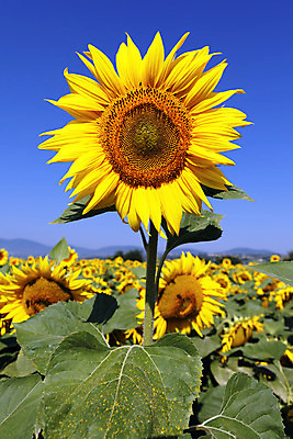 포토 JPG 해외이미지 잎 꽃밭 하늘 해바라기 사람없음 노란색 분위기 해외202004 해외포토 식물 꽃 컬러 컨셉 파일형식 이미지허브