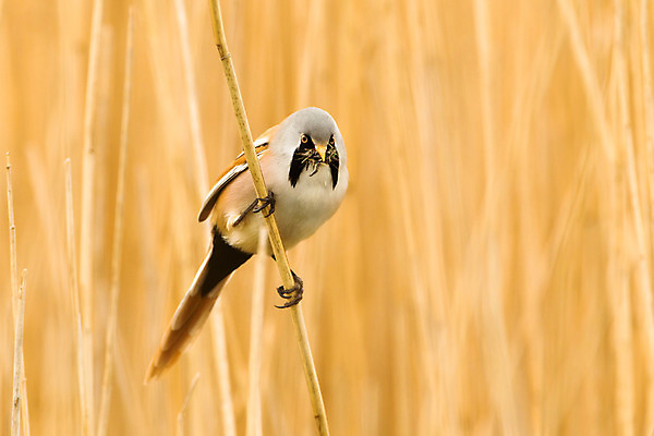 포토 JPG 해외이미지 동물 1 야생동물 자연 조류 영국 수염 사람없음 야외 가로 봄 수줍음 싱글 부리 내추럴 해외202004 해외포토 계절 감정 유럽 생태계 파일형식 이미지허브