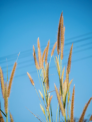 포토 JPG 해외이미지 식물 꽃 백그라운드 밭 자연 하늘 사람없음 초록색 여름 햇빛 봄 낟알 시리얼 허브 내추럴 해외202004 해외포토 계절 음식 컬러 농업 태양 생태계 파일형식 이미지허브