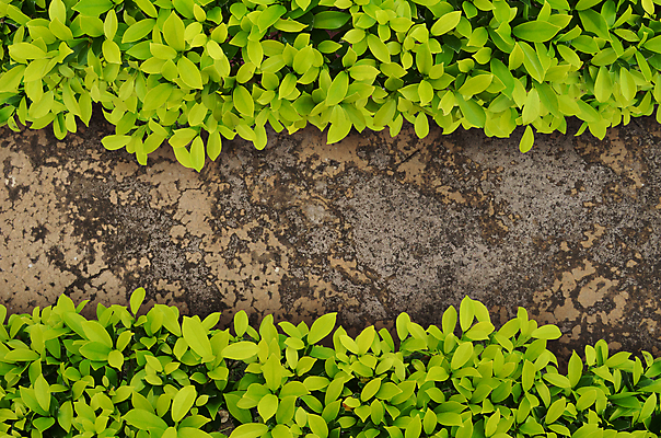 포토 JPG 해외이미지 나무 식물 백그라운드 잎 자연 사람없음 초록색 우주 정원 산책 수확 신선 정상 내추럴 땅바닥 진짜 해외202004 해외포토 컬러 농업 휴식 바닥 생태계 파일형식 이미지허브