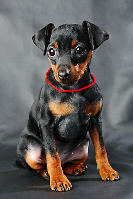 포토 JPG 해외이미지 동물 1 응시 여자 남자 포유류 친절 부활절 실내 사람없음 반려동물 검은색 봄 활발 미니어처 관찰 개 강아지 작음 만족 노려봄 송곳니 기르기 미니 유래 해외202004 해외포토 시선 계절 기념일 감정 컬러 컨셉 모션 표정 사람 내부 모형 치아 크기 돌봄 파일형식 이미지허브