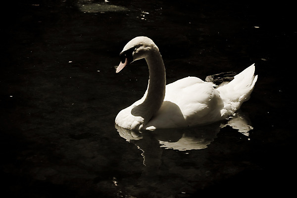 포토 JPG 해외이미지 동물 호수 자연 조류 사랑 사람없음 물 수영 깃털 백조 동물상 해외202004 해외포토 자연요소 감정 조형물 수상스포츠 생태계 파일형식 이미지허브